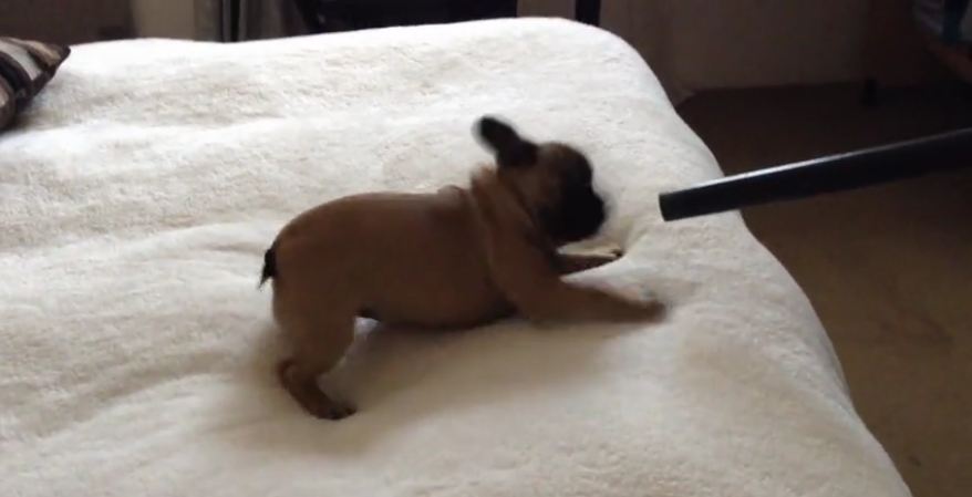 French Bulldog puppy loves the vacuum cleaner