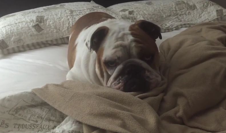 You Will Never Guess The Magic Word That Gets This Lazy Dog Out Of Bed!