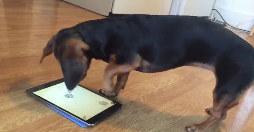 Dachshund is a clear expert at tablet game for dogs