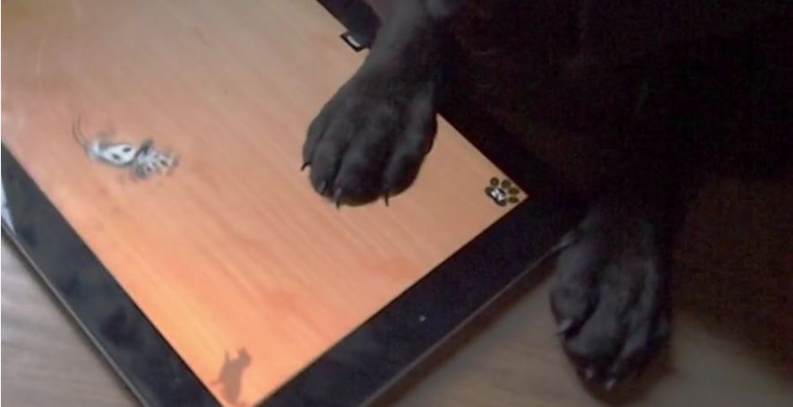 Tech-loving puppy dominates tablet game