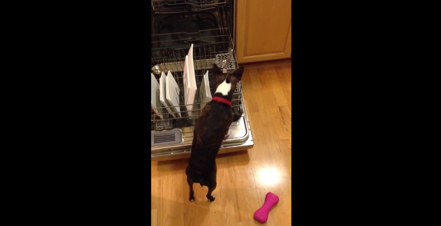 Boston Terrier caught cleaning the dishes