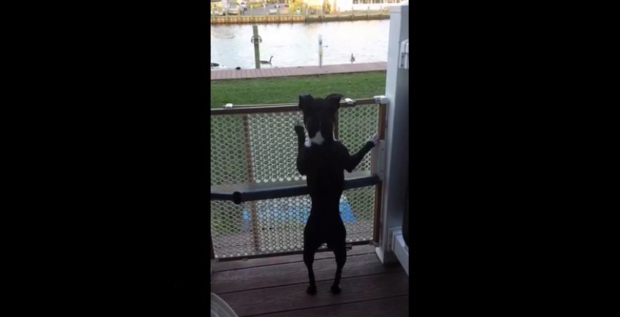 Boston terrier jumps like a pogo stick