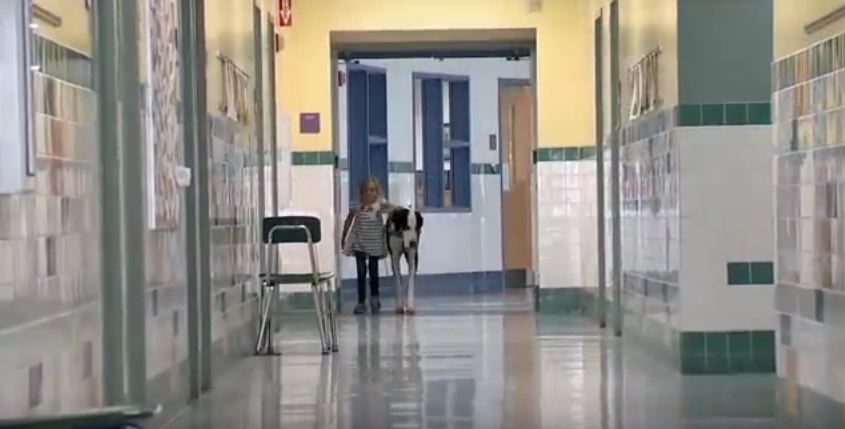 When I Saw How This Dog Helps A Little Girl Get Around Her School, I Teared Up