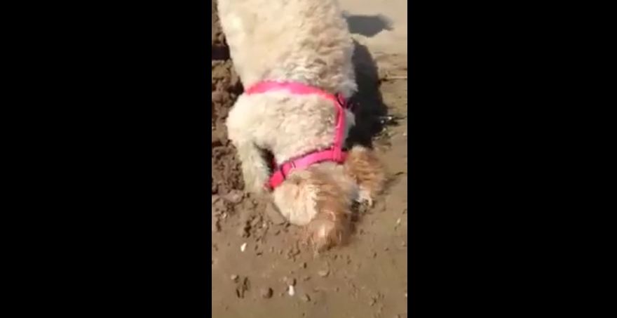 Dog humorously digs hole in the sand