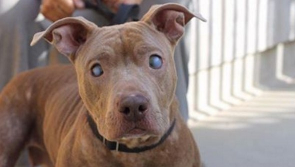 Blind Dog Abandoned on Park Bench Gets Rescued