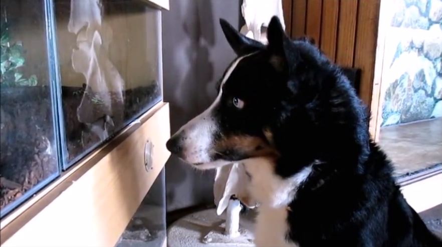 Animal-loving dog is obsessed with snakes