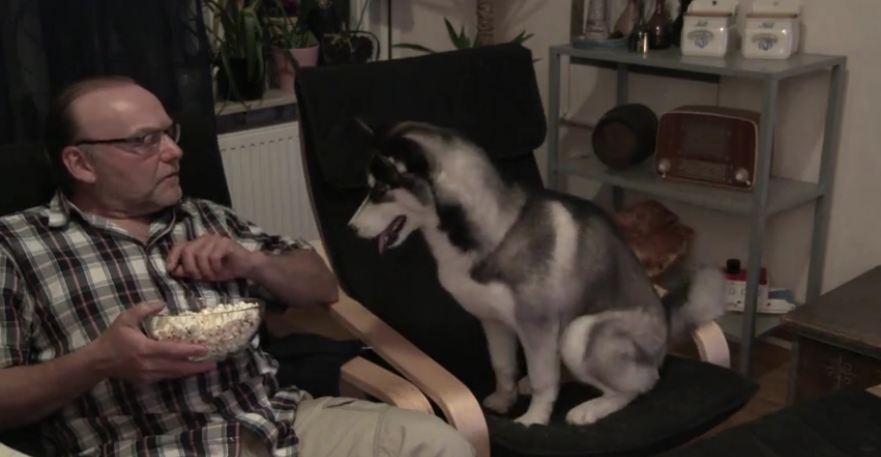 Siberian Husky absolutely obsessed with popcorn