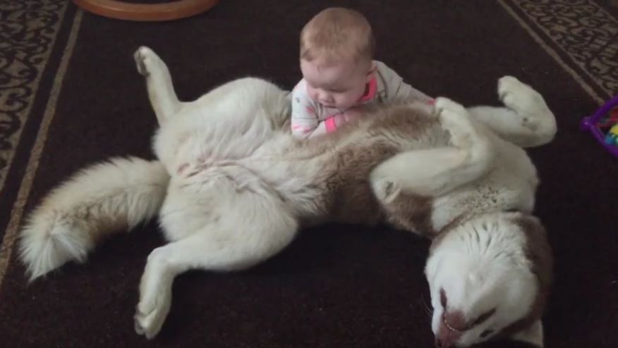 Siberian Husky playing gently with 7-month-old baby
