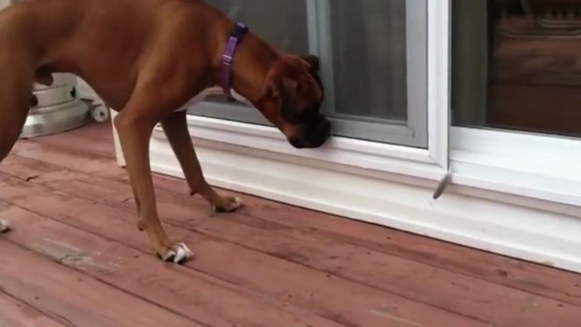 A Big, Bad Boxer Is So Afraid Of The Tiniest Feather — I Can’t Stop Laughing