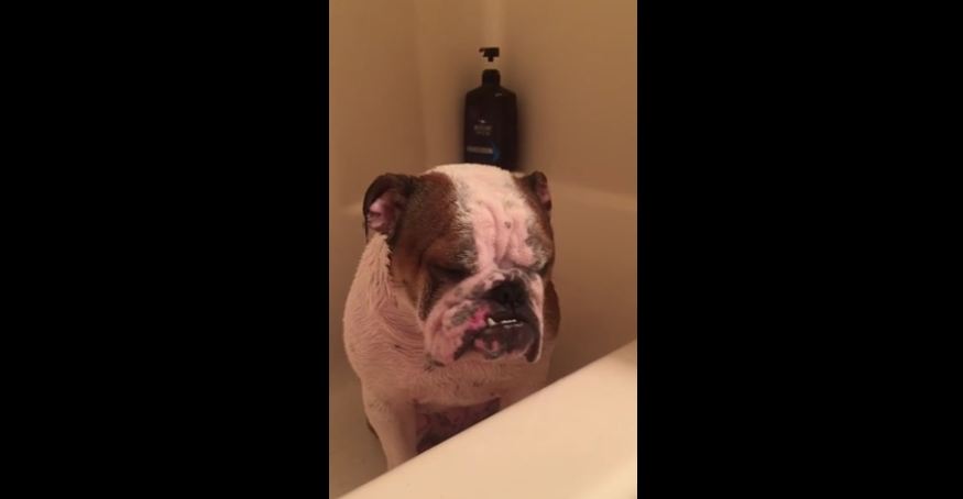 English Bulldog literally cries during bath time