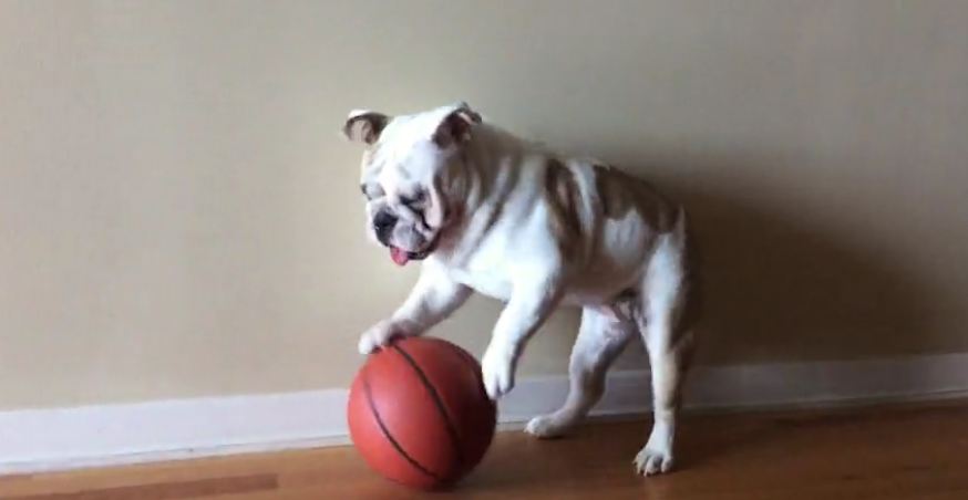 English Bulldog displays ball-handling skills