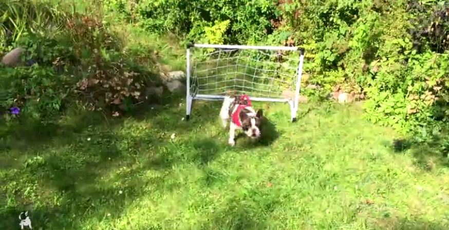 French Bulldog displays impressive goalkeeping skills