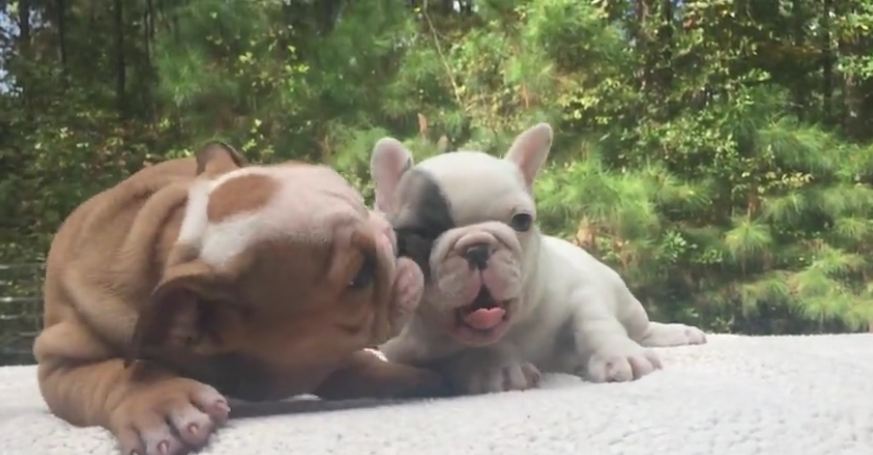 Cuteness overload! Puppies show love for each other