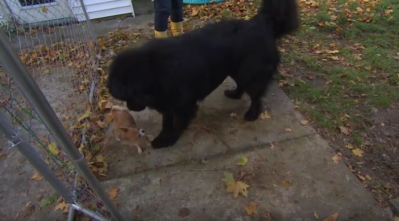 Tiny Chihuahua Helps Her Big Dog Friend From Being Dognapped!