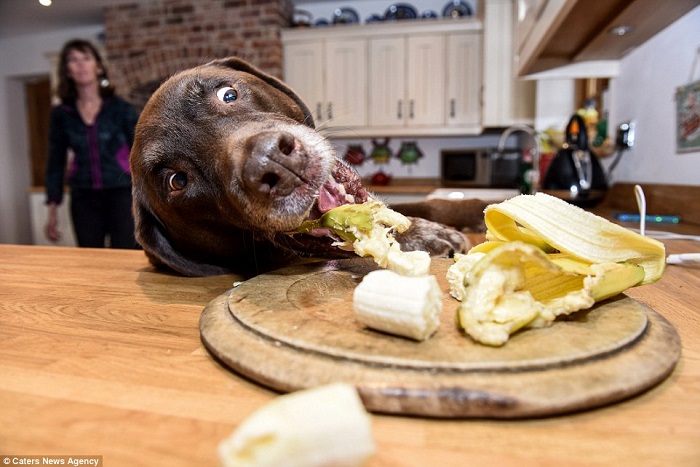 Meet Rollo: The Food-Obsessed Dog Who Just Won’t Stop Eating! (Yes, Really)