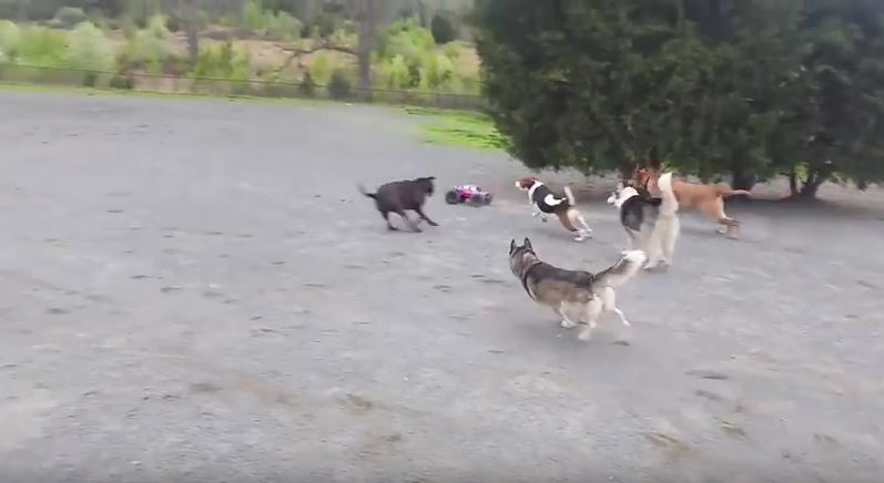Dogs Finally Find a Car They Can Chase SAFELY!