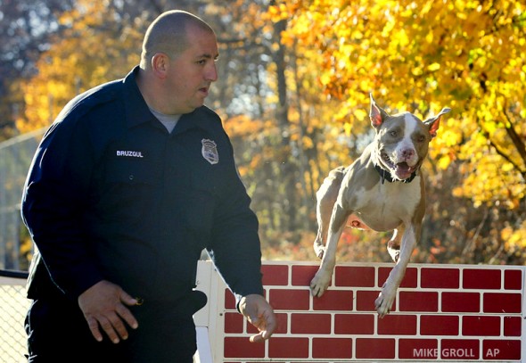 Pit Bull Becomes Police Department’s Newest K-9