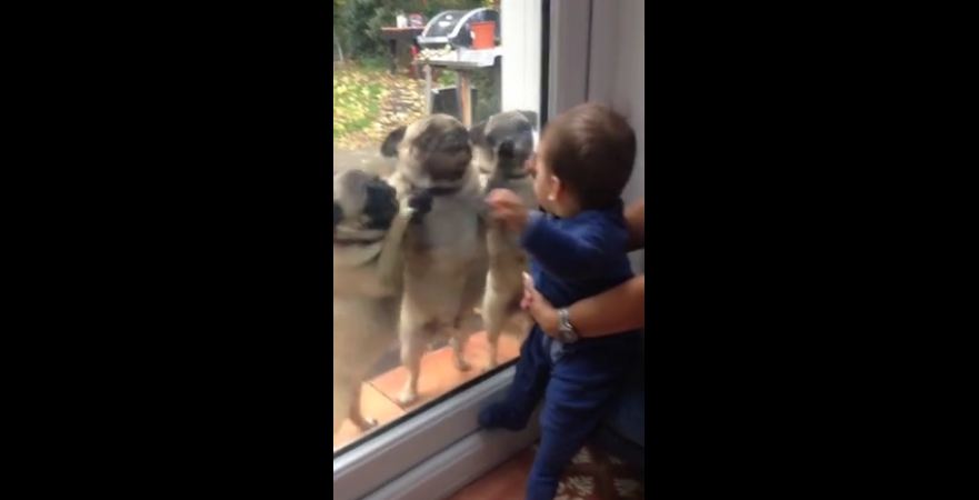 Pugs can’t contain their excitement after meeting baby