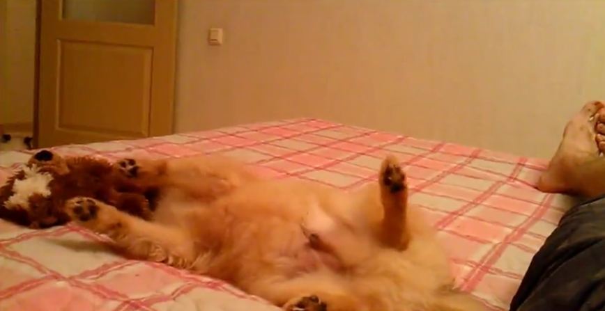 Playful Pomeranian can’t contain her excitement
