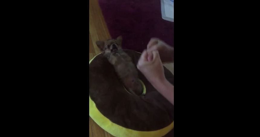 Precious Chihuahua throws the cutest punches ever!