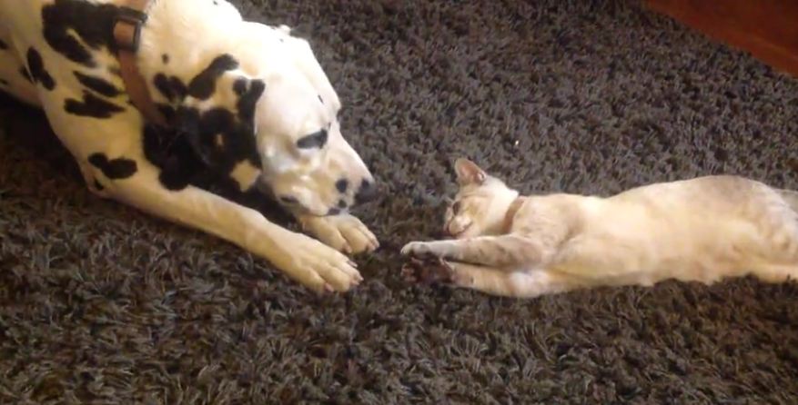 Cutest play fight ever between Dalmatian and kitten