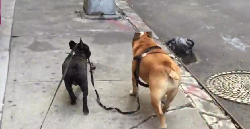 Puppy takes English Bulldog for a walk!