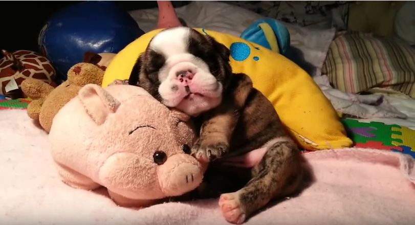 This Video Of A Bulldog Puppy Snoring Is Officially The Cutest Thing Ever Filmed