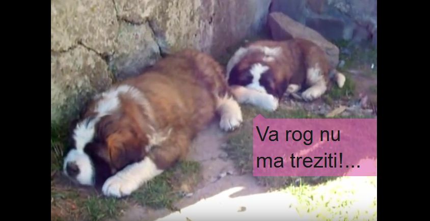 Saint Bernard Dogs Sleep and Enjoy the View