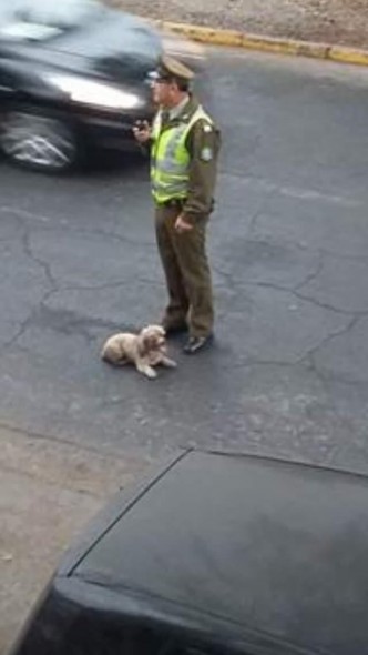 dogs
