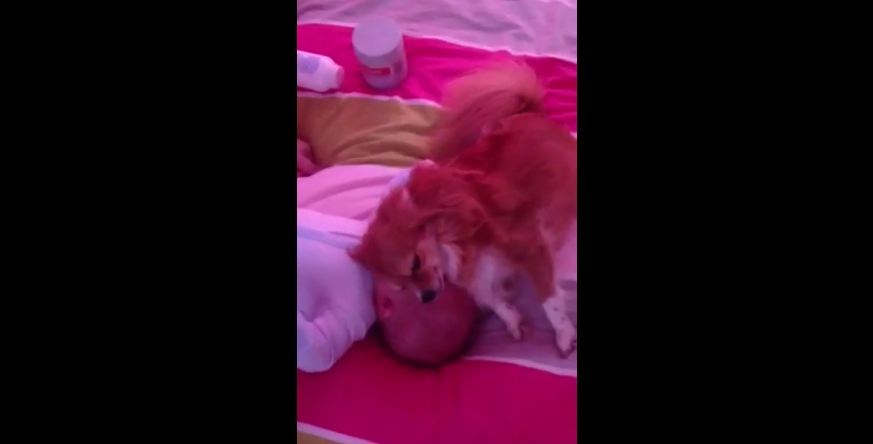 Dog loves to cuddle with newborn baby