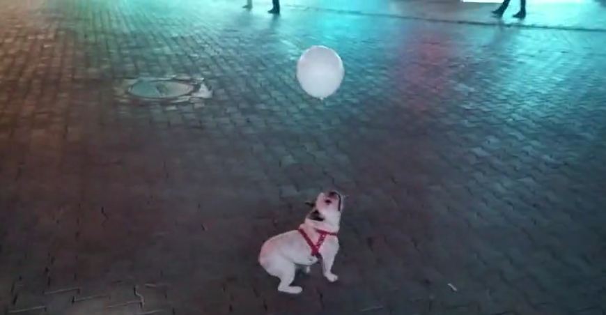 Bulldog puppy loves playing with balloon