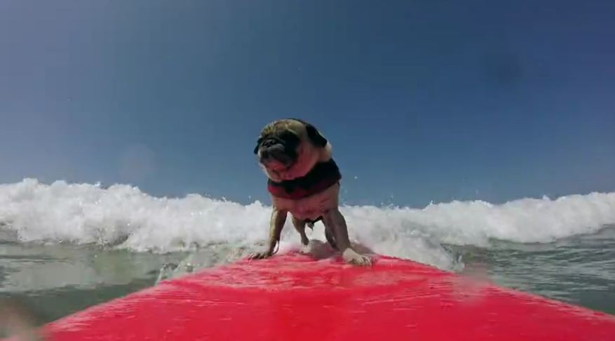 A day in the life of a surfing pug!