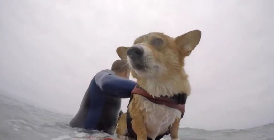 Up-close footage of surfing Corgi!
