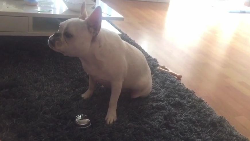 French Bulldog learns to ring bell for treats