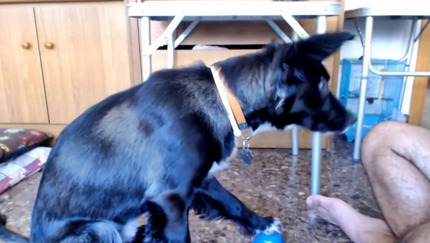Smart dog learns how to ring bell for treats