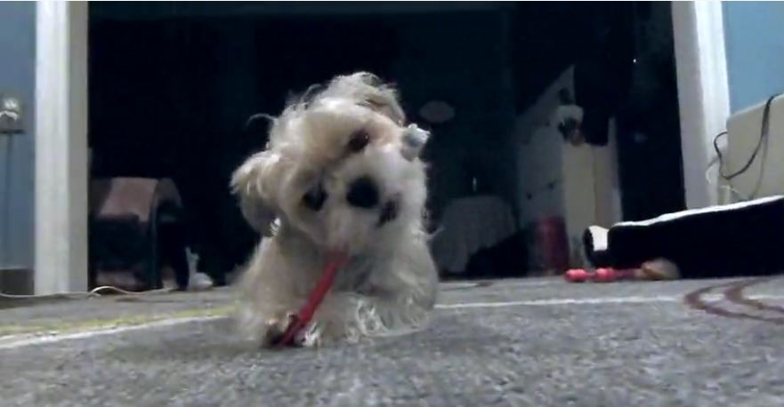 Clever dog learns how to brush his own teeth
