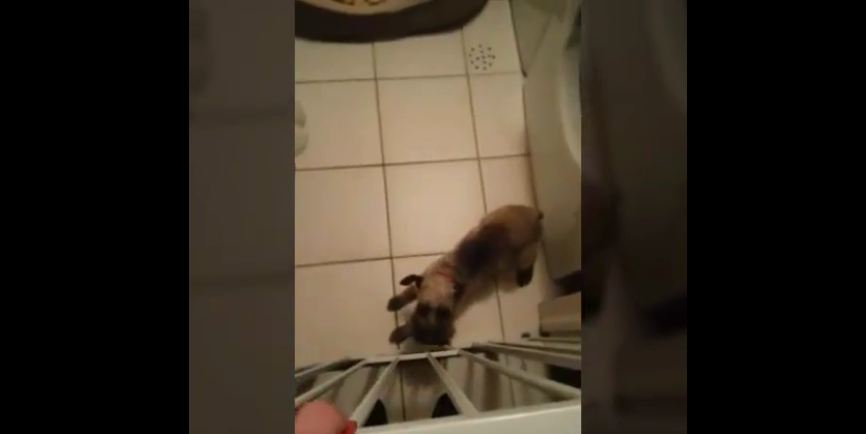 Puppy gives emotional reaction to owner’s return home