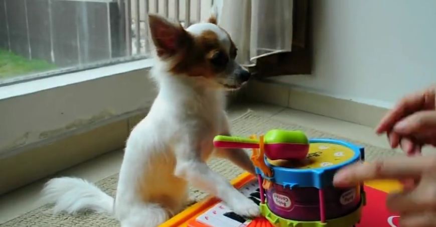 Musical dog plays piano and drums simultaneously