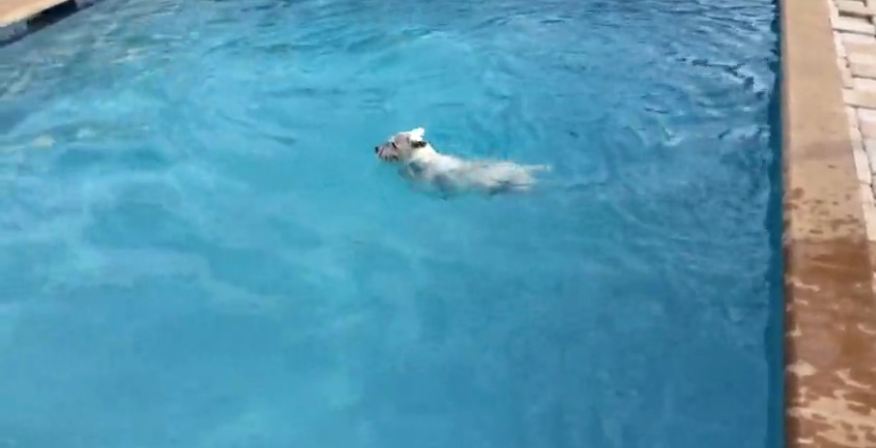 Eager dog desperately wants to jump in pool