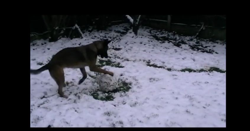 Dog learns how to build a snowman