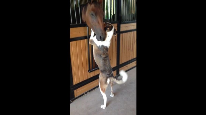 Horse and dog have an unlikely friendship