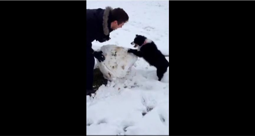 Dog helps her owner build a snowman