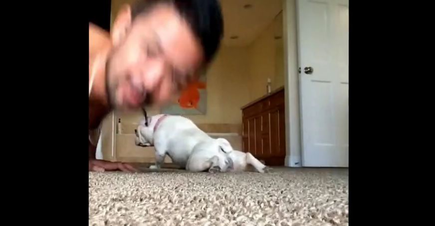 Dog doing push-ups with his owner