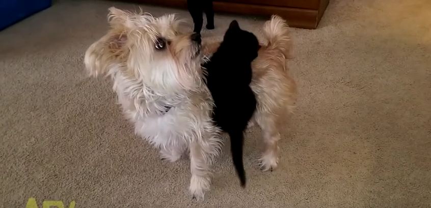 Baby Kitten Won’t Let Go of Canine Best Friend