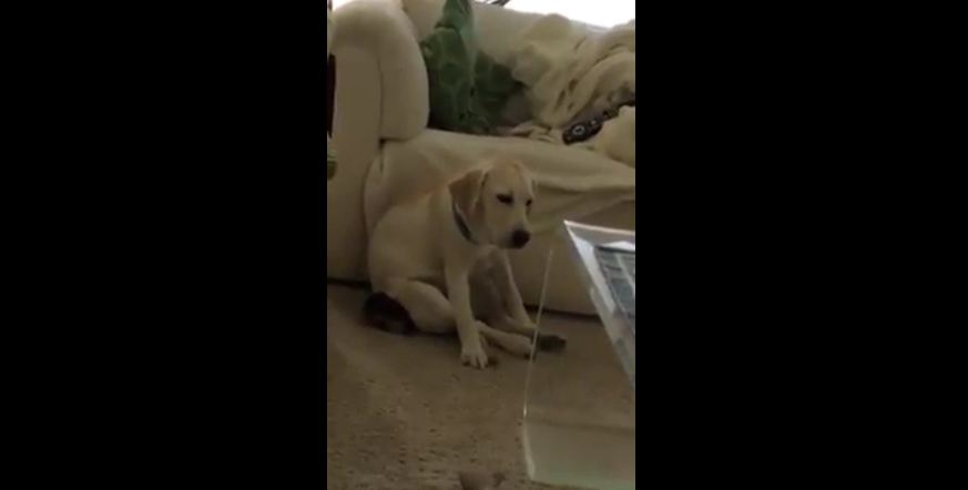 Golden Labrador puppy struggles to stay awake