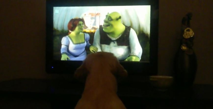 Golden Retriever puppy obsessed with ‘Shrek’ film