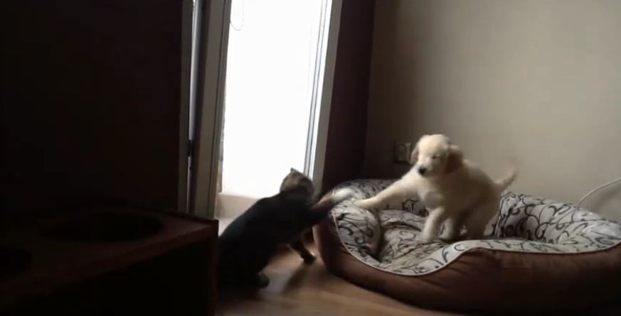 Golden Retriever puppy desperate to play with cat