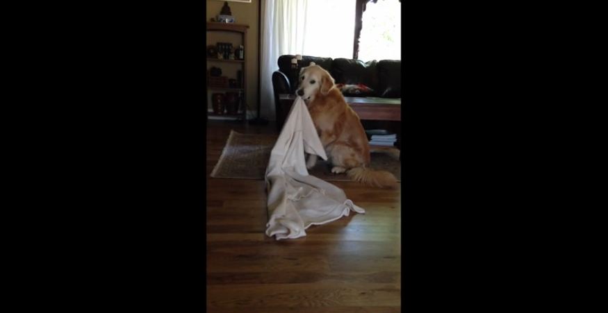 Golden Retriever takes his favorite blanket everywhere