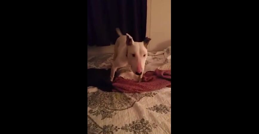 Rescue dog experiences a bed for the first time