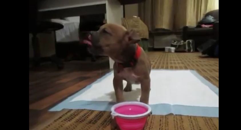Rescued puppy drinks water in unique fashion